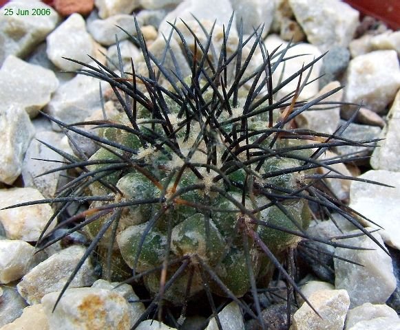 Copiapoa _longistaminea _08